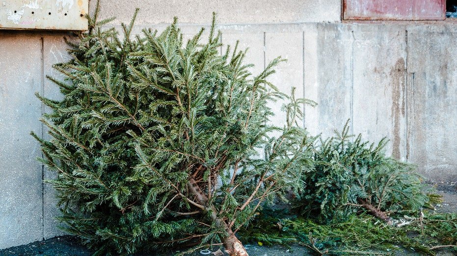 iStock image of dead Christmas tree