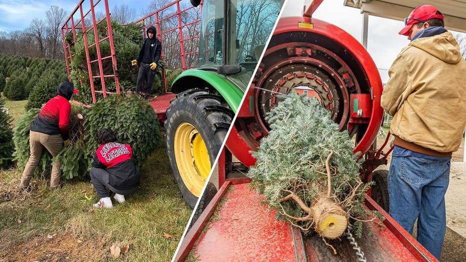 Gaver Farm Christmas tree cutting